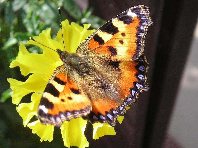 Foto: Odpo�inek mot�la