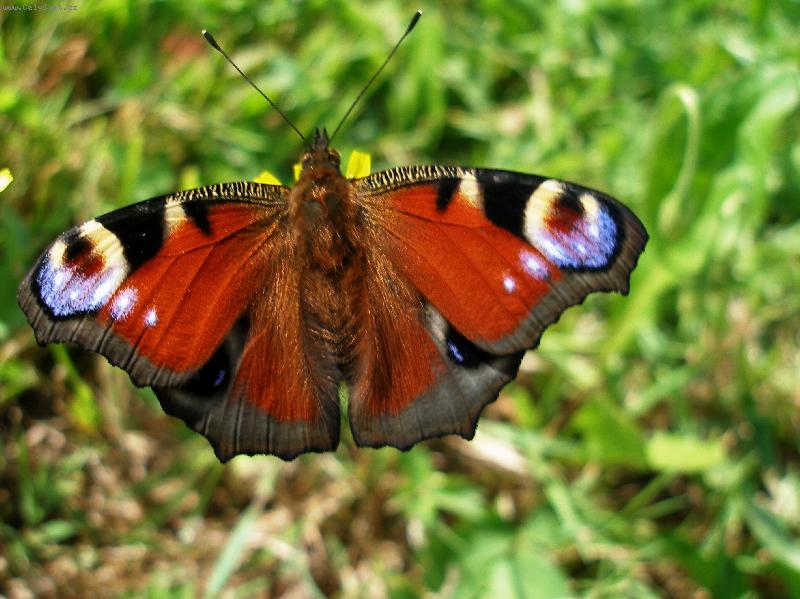 Foto: MOT�L� KR�SA