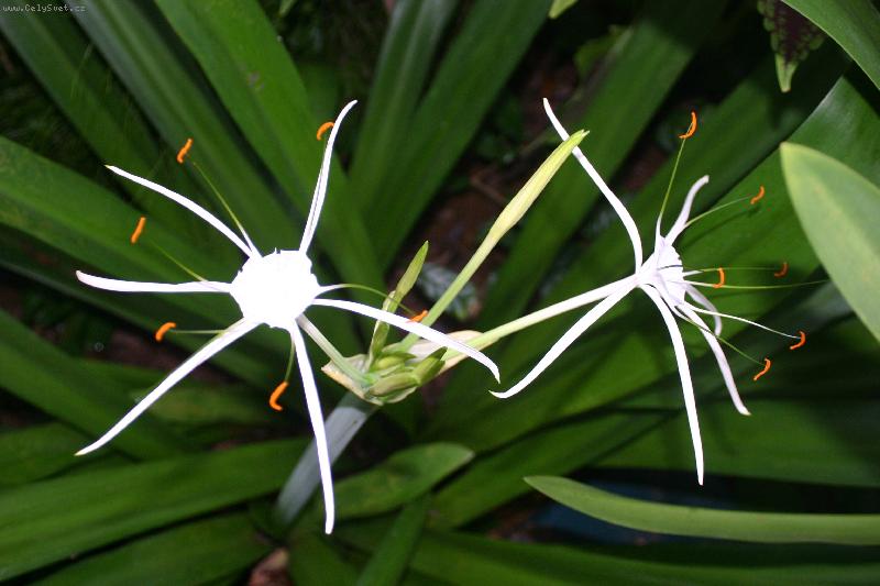 Foto: K��n II.-K��n