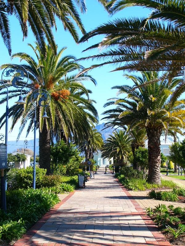 Foto: Palmy-Zima v Kapskem