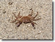 Krab