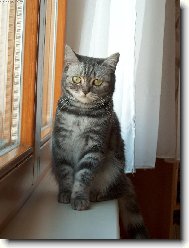 D�da