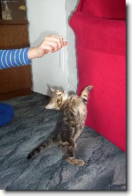 �olina