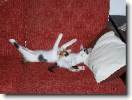Am�lka a Dorotka