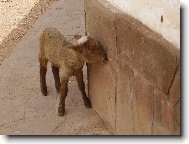mal� lama alpaka