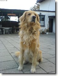 Conny�ek