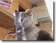 Vojt�k