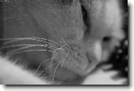 us�n�me