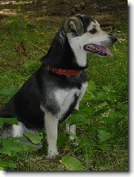 Bro�inek