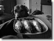"Fish&chips"