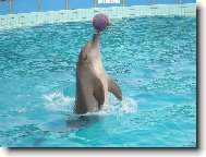 delf�n