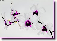 b�l� kr�ska
