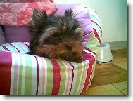N� nov� p��r�stek