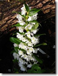 B�l� krasavice