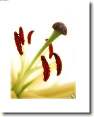 V�n� lilie