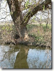 D�lo bobra