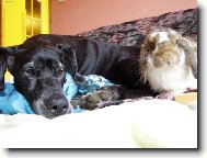 B�ra a Sam