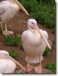 Pelik�n b�l�