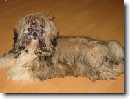 na�e shih-tzunky