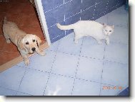 Labradorka Sárynka