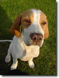 Pup�k