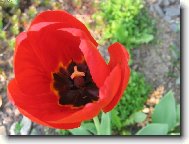 tulitulitulip�n