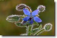 modr� kv�tinka