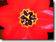 tulip�n