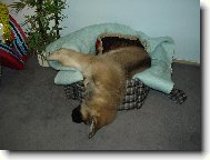 Roxi�ek