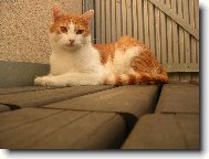 Na balkon�