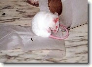 Intimn� hygiena.