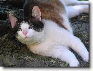 opalov�n� !