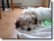 Sladk� sny
