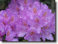 kv�t Rododendronu