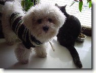 Jul�a modelka