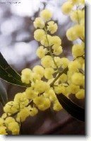 Trnovn�k, ak�cie, ak�t