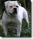 Americk� bulldog