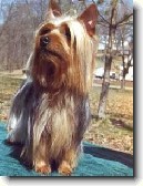 Australsk� teri�r