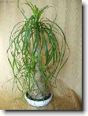 Beaukarnea, slon� noha