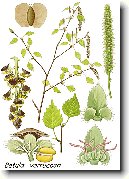 B��za bradavi�nat�