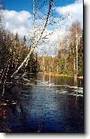 B��za bradavi�nat�