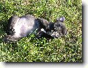 Francouzsk� buldo�ek