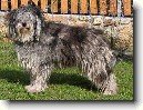 Bergamsk� ov��k