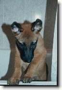 Belgick� ov��k - Malinois