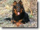 Chodsk� pes