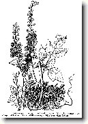 Plo�ti�n�k Hroznovit�