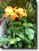 Krosandra, t�epenitka