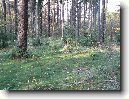 Hluboka Nad Vltavou - Hlubok� Nad Vltavou