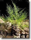 Davallie kan�rsk�