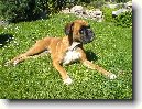 N�meck� boxer